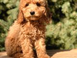 Dizayn Irk Cavapoo Güzelliği