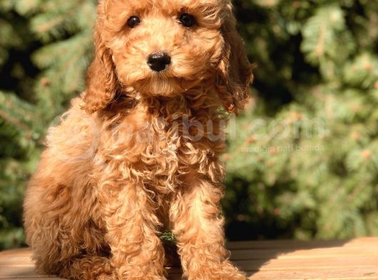 Dizayn Irk Cavapoo Güzelliği görsel