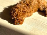Orijinal Safkan Minik Redbrown Toypoodle Yavru