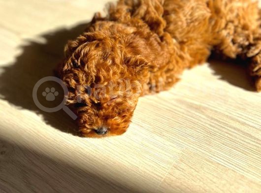 Orijinal Safkan Minik Redbrown Toypoodle Yavru görsel