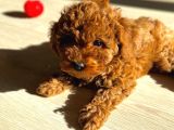 Orijinal Safkan minik RedBrown Toypoodle yavru