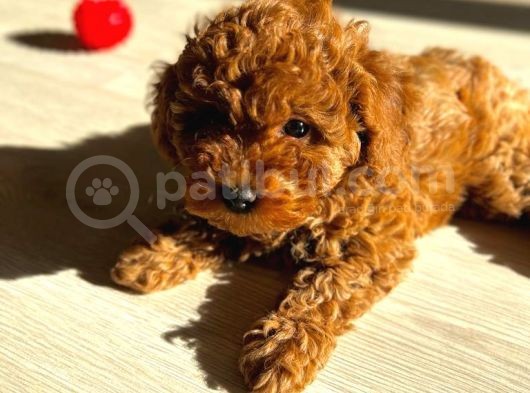 Orijinal Safkan Minik Redbrown Toypoodle Yavru