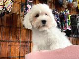 Bembeyaz Maltese Terri̇er 0 Numara