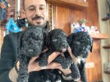 Siyah Poodle Özel Yavrularımız
