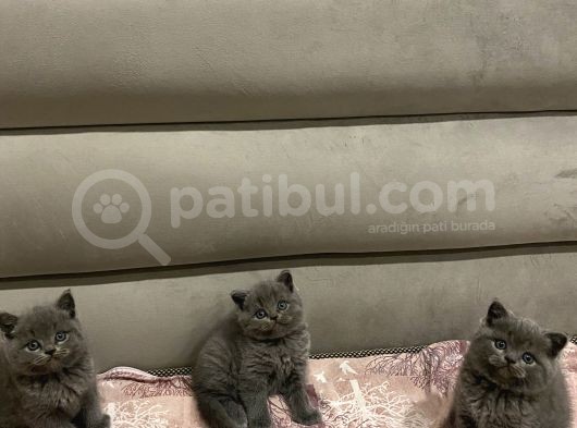 Özel Ayı Surat Yavrularım Orjinal Yıl Başına Özel