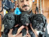 Siyah Poodle Özel Yavrularımız