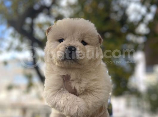 İri̇ Chow Chow Yavrulari görsel