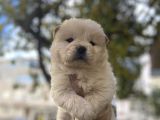 İri̇ Chow Chow Yavrulari