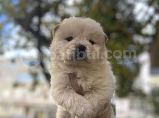 İri̇ Chow Chow Yavrulari görsel