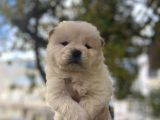 İRİ CHOW CHOW YAVRULARI