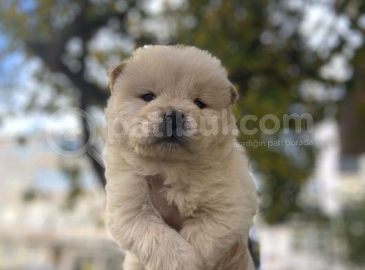 İri̇ Chow Chow Yavrulari