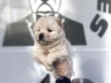 Safkan Chow Chow Yavrulari