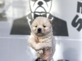Safkan Chow Chow Yavrulari