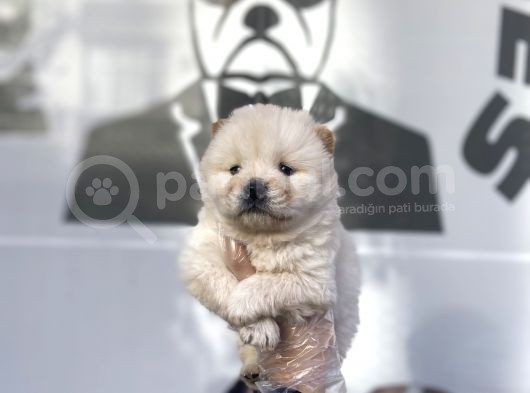 Safkan Chow Chow Yavrulari görsel