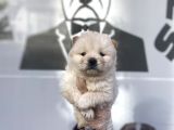 SAFKAN CHOW CHOW YAVRULARI