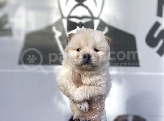 Safkan Chow Chow Yavrulari