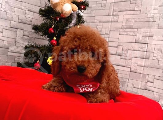 Orji̇nal Toy Poodle Yavrular görsel