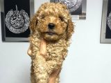 En Mini Boyda Toy Poodle Yavrularım