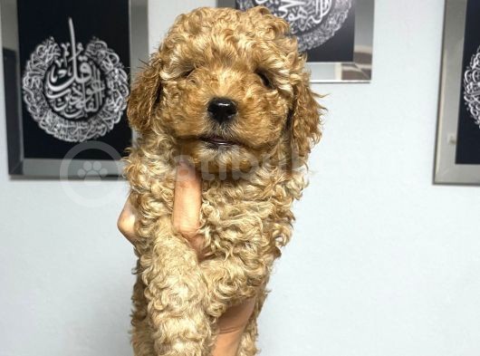 En Mini Boyda Toy Poodle Yavrularım görsel