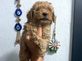 Üst Kalite Poodle Afacanlar