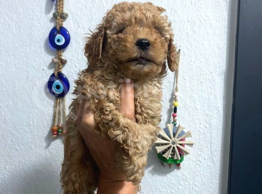 Üst Kalite Poodle Afacanlar görsel