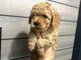Akıllı Toy Poodle Bebeklerim