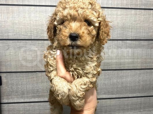 Akıllı Toy Poodle Bebeklerim görsel