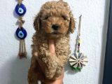 Üst Kalite Poodle Afacanlar
