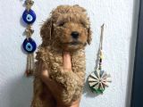 Üst Kalite Poodle Afacanlar