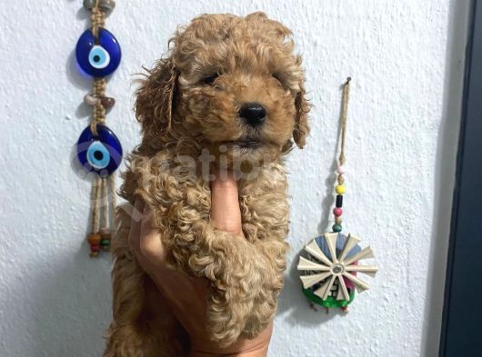 Üst Kalite Poodle Afacanlar görsel