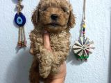 Üst Kalite Poodle Afacanlar