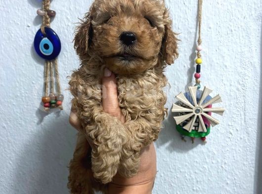Üst Kalite Poodle Afacanlar görsel