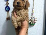 Üst Kalite Poodle Afacanlar