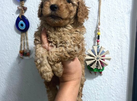 Üst Kalite Poodle Afacanlar görsel