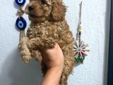 Üst Kalite Poodle Afacanlar