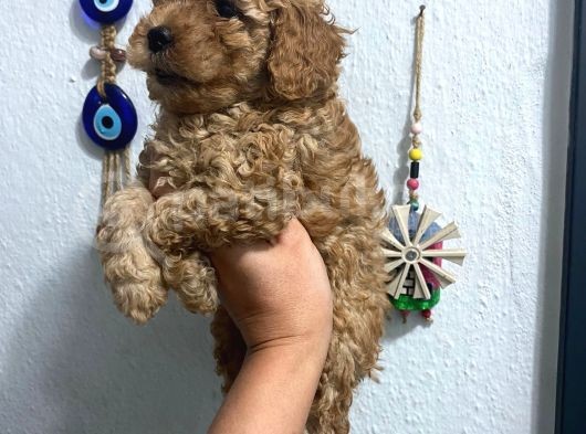 Üst Kalite Poodle Afacanlar görsel