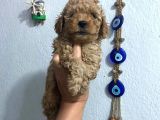 Üst Kalite Poodle Afacanlar