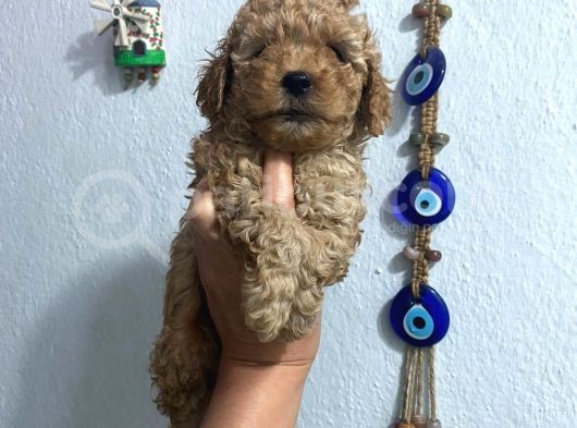 Üst Kalite Poodle Afacanlar görsel