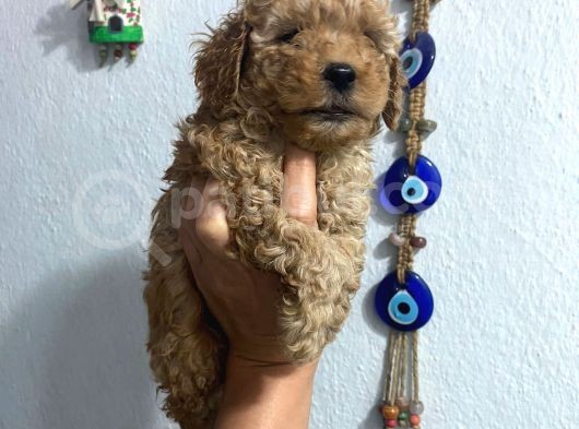 Üst Kalite Poodle Afacanlar görsel