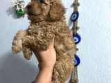 Üst Kalite Poodle Afacanlar