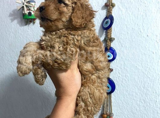 Üst Kalite Poodle Afacanlar görsel