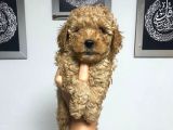 En Mini Boyda Toy Poodle Yavrularım