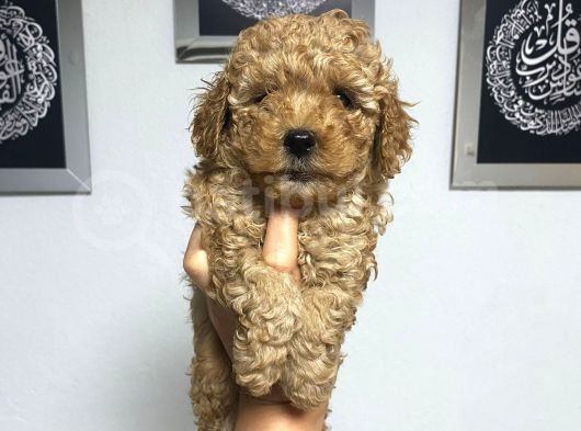 En Mini Boyda Toy Poodle Yavrularım görsel