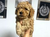 En mini boyda Toy poodle yavrularım