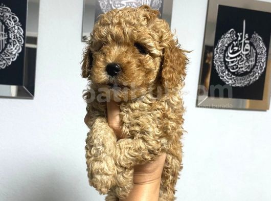 En Mini Boyda Toy Poodle Yavrularım