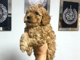 En Mini Boyda Toy Poodle Yavrularım
