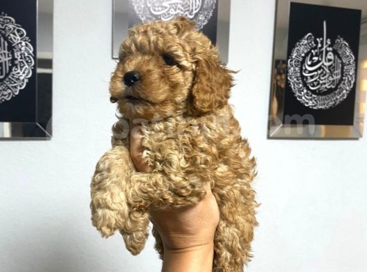 En Mini Boyda Toy Poodle Yavrularım görsel
