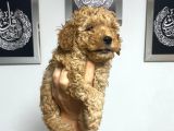 En Mini Boyda Toy Poodle Yavrularım