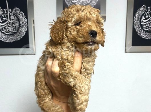 En Mini Boyda Toy Poodle Yavrularım görsel