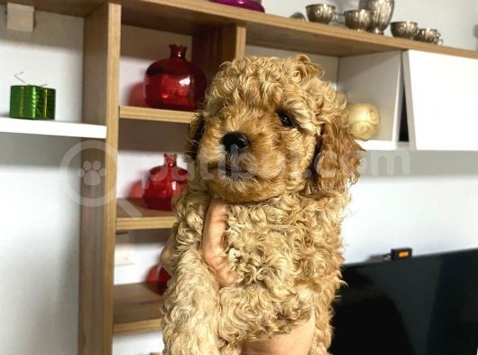 Sağlık Ve Irk Garantili Poodle Miniklerim